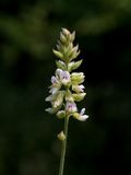 Hairy Bush Clover