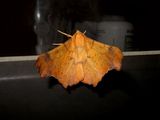Maple Spanworm Moth on My Window