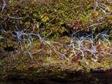 Rustwort