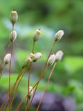 Common Haircap Moss Capsules