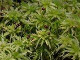 Blunt-leaved Peat Moss and Fringed Peat Moss