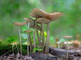 Beech Rooter Mushrooms