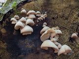 Peeling Oysterling Mushrooms