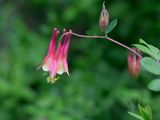 Wild Columbine