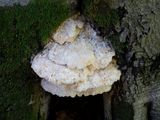Marshmallow Polypore Fungus