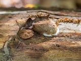 Slime Mold