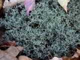 Gray Reindeer Lichen