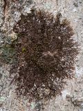 New York Scalewort Liverwort