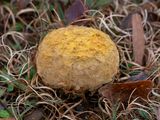 Skull-shaped Puffball Mushroom