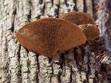 Thin-maze Flat Polypore Fungus