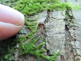 Bark Mycena Mushroom