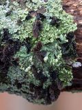 Smoked Oysterling Mushrooms and Lichens