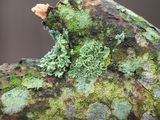 Hooded Rosette Lichen and Mealy Rosette Lichen