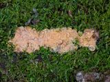 Gelatinous-pored Polypore Fungus