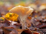 Common Funnel Mushroom
