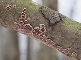 Bristly Parchment Fungus