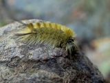 Banded Tussock Moth Caterpillar
