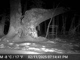 Red Fox on Broken Maple Tree