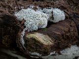 Honeycomb Coral Slime Mold