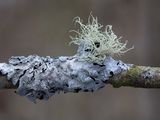 Bloody Beard Lichen