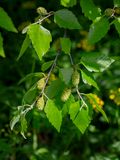 River Birch Female Catkins