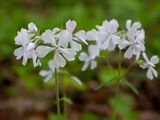 Wild Blue Phlox
