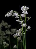 Wood Hyacinth