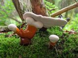 Hemlock Varnish Shelf Fungus