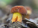 Curry Bolete Mushroom