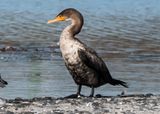 Double-crested Cormorant