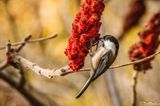 Chickadee on Sumac I