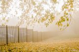 The Mornings Fog VII