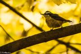 Red-Breasted Nuthatch II