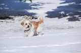 Dog in the snow