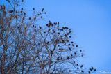 Starlings