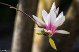 Magnolia
