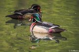 Wood Ducks