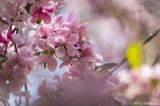 Apple Blossoms