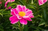 Peony 