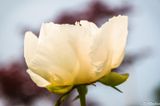 Peony