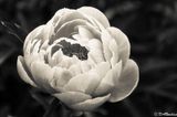 Peony