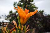 Daylily at Evening Time I