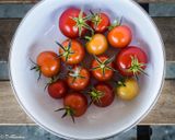 Tomatoes from a pot