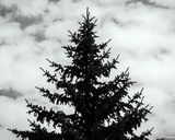 Pine against the Clouds