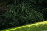 Sunlight and the Wild Rose Bush