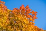 Maple Trees in Autumn
