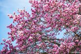 The Magnolia Blooms