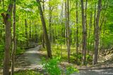 Greening of Brookbanks