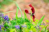 The Tulip