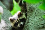 Curiosity of a baby racoon  